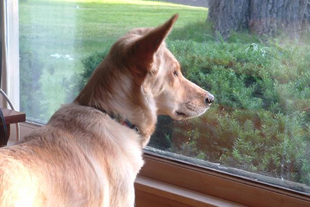 A Sad Dog Would Look Out The Window All Day But Suddenly A Note Appears With A Message - picture 2