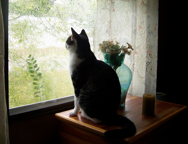 A Sad Dog Would Look Out The Window All Day But Suddenly A Note Appears With A Message - picture 3