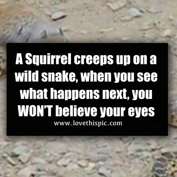 A Squirrel creeps up on a wild snake, when you see what happens next, you WON’T believe your eyes