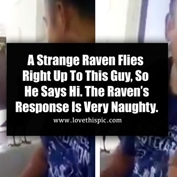 A Strange Raven Flies Right Up To This Guy, So He Says Hi. The Raven’s Response Is Very Naughty.