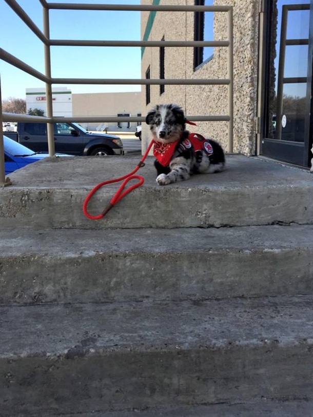 A Stranger Didn’t Listen When She Told Him NOT To Pet Her Service Dog. Minutes Later? Shocking! - picture 6