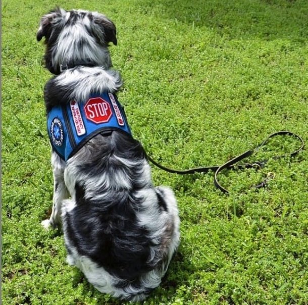 A Stranger Didn’t Listen When She Told Him NOT To Pet Her Service Dog. Minutes Later? Shocking! - picture 7