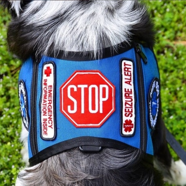 A Stranger Didn’t Listen When She Told Him NOT To Pet Her Service Dog. Minutes Later? Shocking! - picture 8