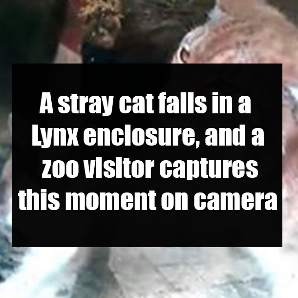 A stray cat falls in a Lynx enclosure, and a zoo visitor captures this moment on camera