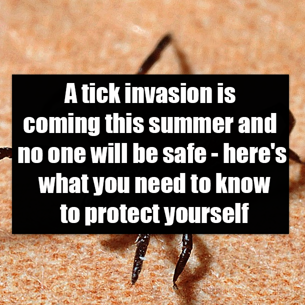 A tick invasion is coming this summer and no one will be safe - here's what you need to know to protect yourself
