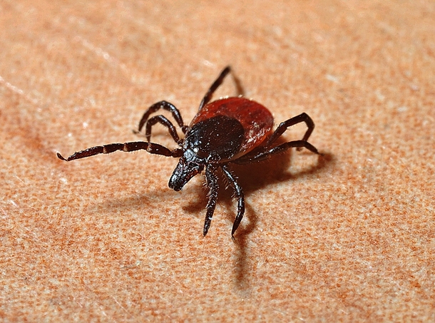 A tick invasion is coming this summer and no one will be safe - here's what you need to know to protect yourself - picture 2