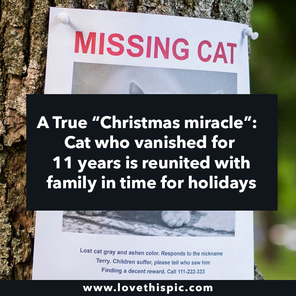 A True “Christmas miracle”: Cat who vanished for 11 years is reunited with family in time for holidays