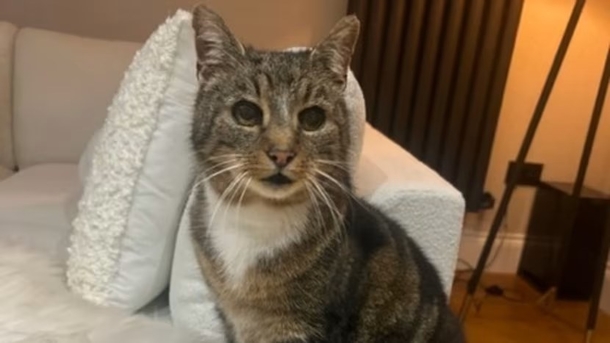 A True “Christmas miracle”: Cat who vanished for 11 years is reunited with family in time for holidays - picture 2