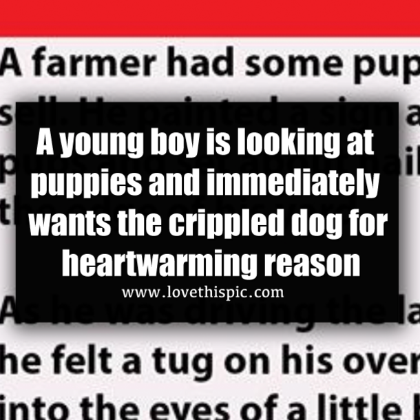 A young boy is looking at puppies and immediately wants the crippled dog for heartwarming reason