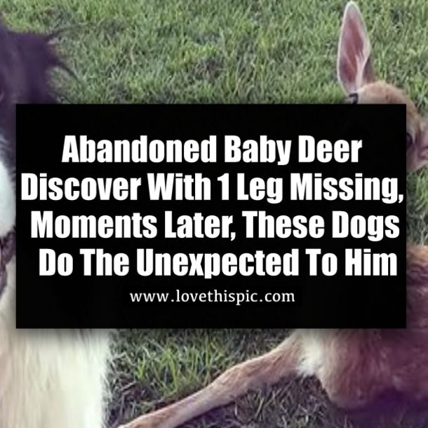 Abandoned Baby Deer Discover With 1 Leg Missing, Moments Later, These Dogs Do The Unexpected To Him
