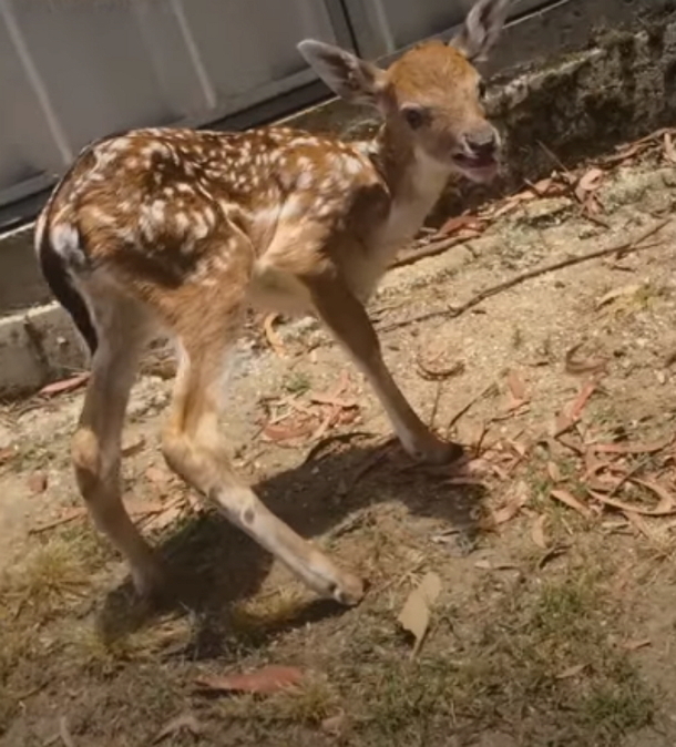Abandoned Baby Deer Discover With 1 Leg Missing, Moments Later, These Dogs Do The Unexpected To Him - picture 2