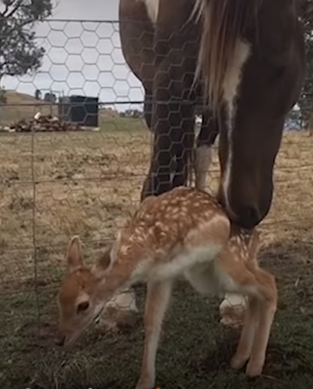 Abandoned Baby Deer Discover With 1 Leg Missing, Moments Later, These Dogs Do The Unexpected To Him - picture 4