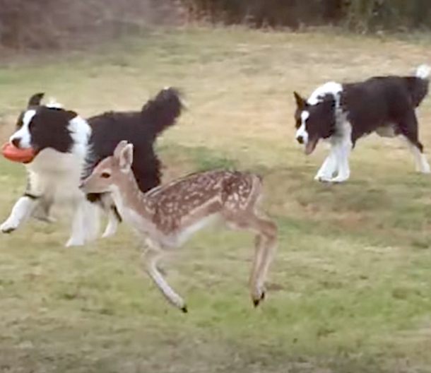 Abandoned Baby Deer Discover With 1 Leg Missing, Moments Later, These Dogs Do The Unexpected To Him - picture 5