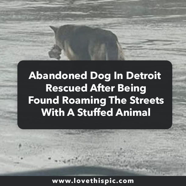 Abandoned Dog In Detroit Rescued After Being Found Roaming The Streets With A Stuffed Animal