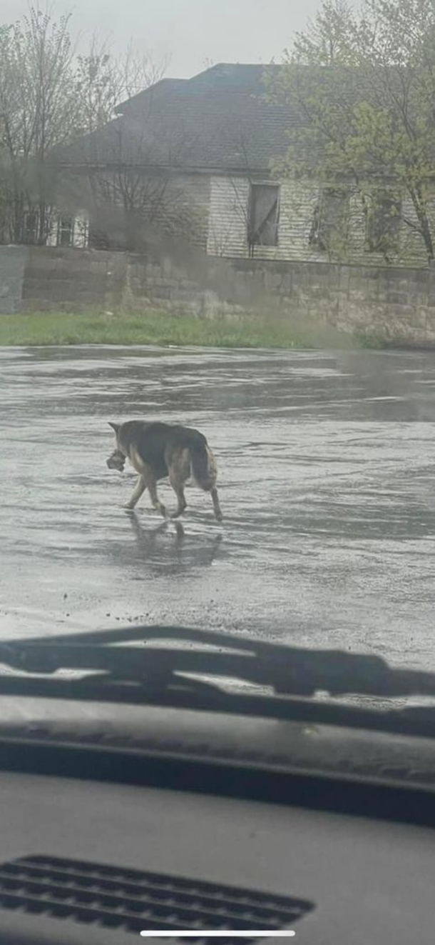 Abandoned Dog In Detroit Rescued After Being Found Roaming The Streets With A Stuffed Animal - picture 2