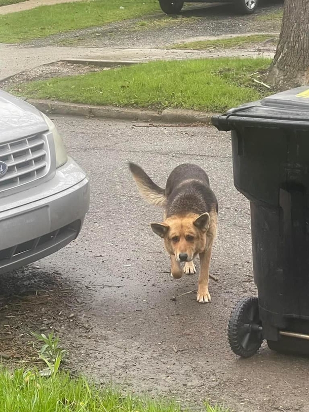 Abandoned Dog In Detroit Rescued After Being Found Roaming The Streets With A Stuffed Animal - picture 3
