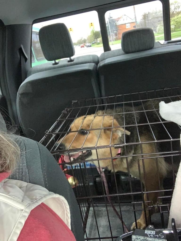 Abandoned Dog In Detroit Rescued After Being Found Roaming The Streets With A Stuffed Animal - picture 4