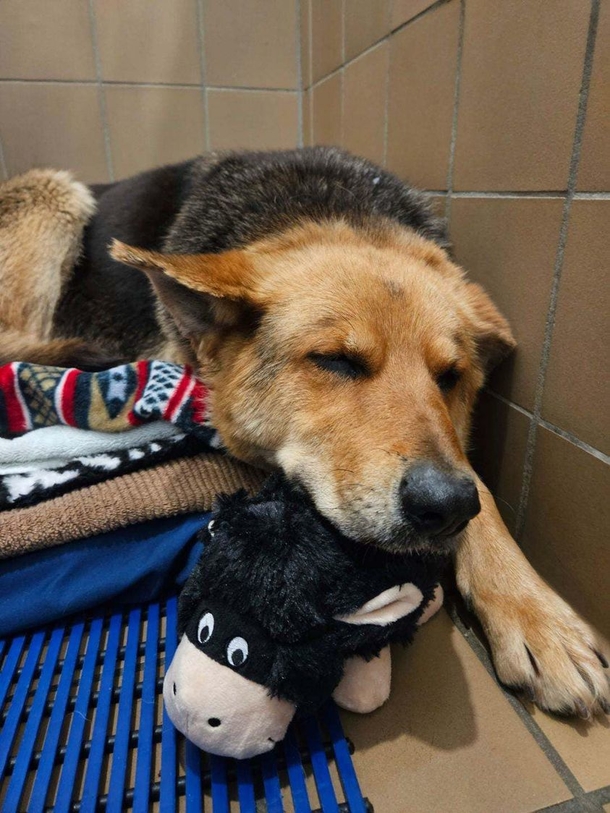 Abandoned Dog In Detroit Rescued After Being Found Roaming The Streets With A Stuffed Animal - picture 5