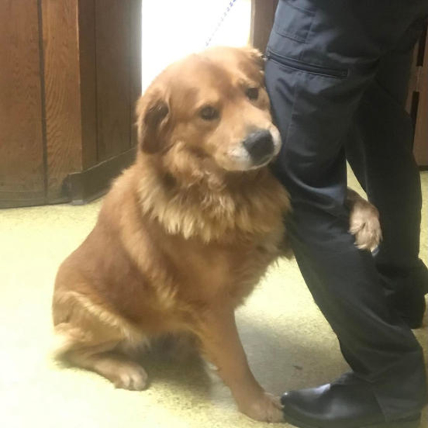 Abandoned dog in Walmart parking lot can’t stop hugging humans who saved him - picture 2