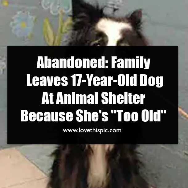 Abandoned: Family Leaves 17-Year-Old Dog At Animal Shelter Because She's "Too Old"