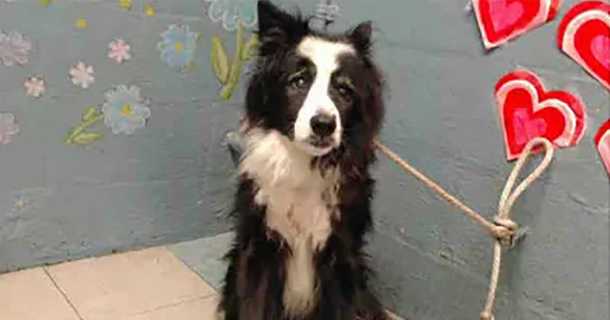 Abandoned: Family Leaves 17-Year-Old Dog At Animal Shelter Because She's "Too Old" - picture 2