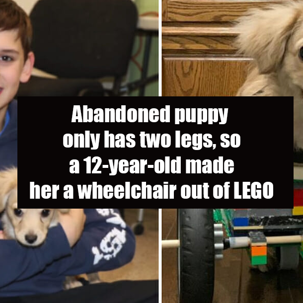 Abandoned puppy only has two legs, so a 12-year-old made her a wheelchair out of LEGO