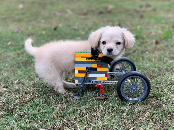 Abandoned puppy only has two legs, so a 12-year-old made her a wheelchair out of LEGO - picture 5