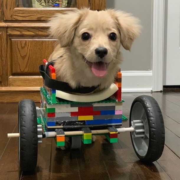 Abandoned puppy only has two legs, so a 12-year-old made her a wheelchair out of LEGO - picture 7