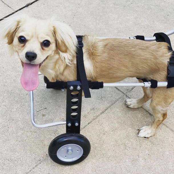 Abandoned puppy only has two legs, so a 12-year-old made her a wheelchair out of LEGO - picture 8