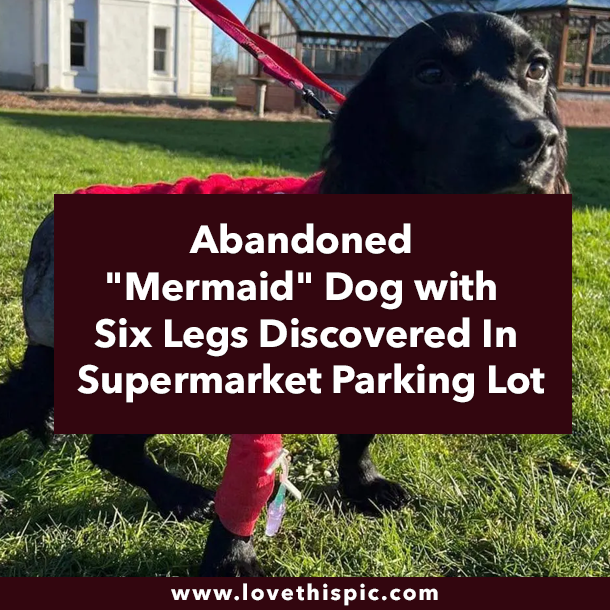 Abandoned "Mermaid" Dog with Six Legs Discovered In Supermarket Parking Lot