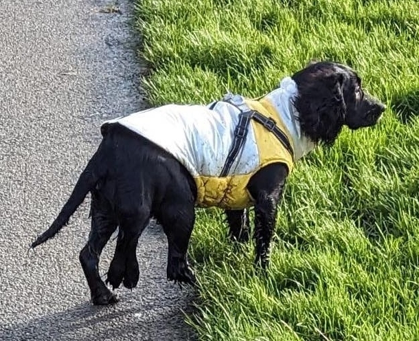 Abandoned "Mermaid" Dog with Six Legs Discovered In Supermarket Parking Lot - picture 2