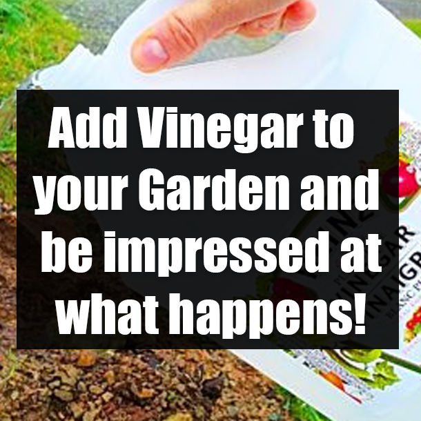 Add Vinegar to your Garden and be impressed at what happens!