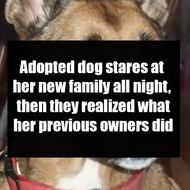 Adopted dog stares at her new family all night, then they realized what her previous owners did
