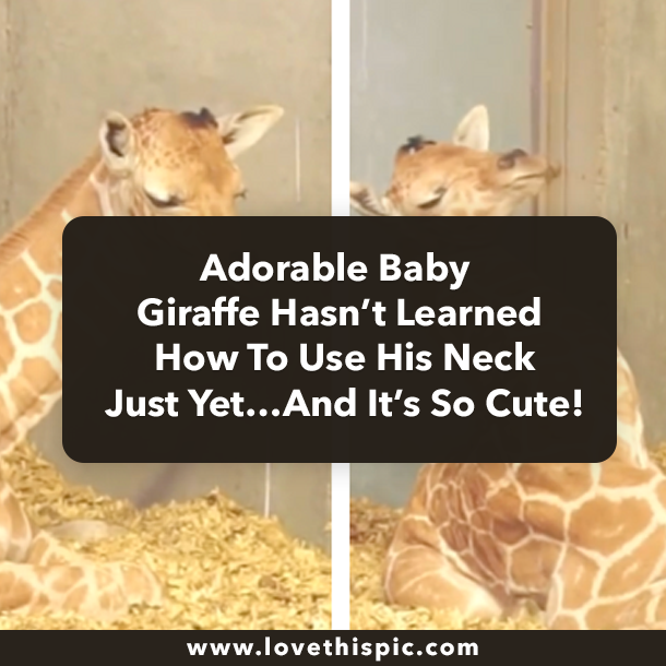 Adorable Baby Giraffe Hasn’t Learned How To Use His Neck Just Yet…And It’s So Cute!