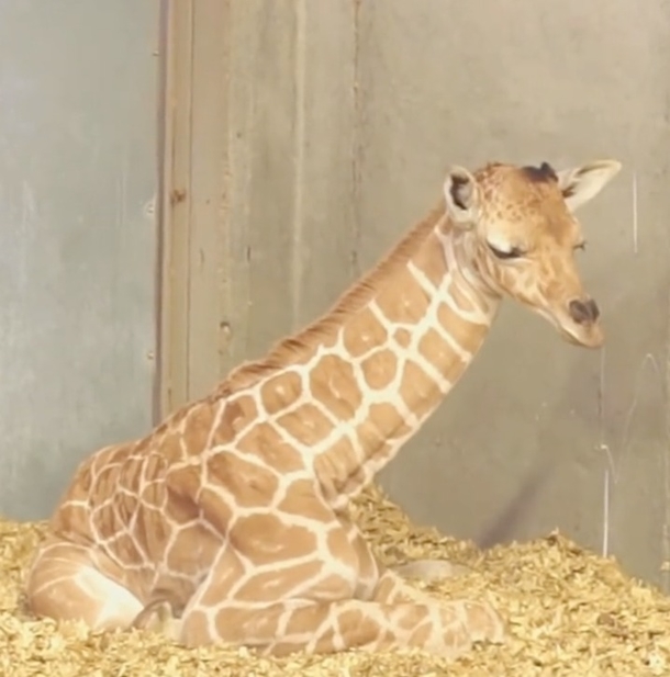 Adorable Baby Giraffe Hasn’t Learned How To Use His Neck Just Yet…And It’s So Cute! - picture 2