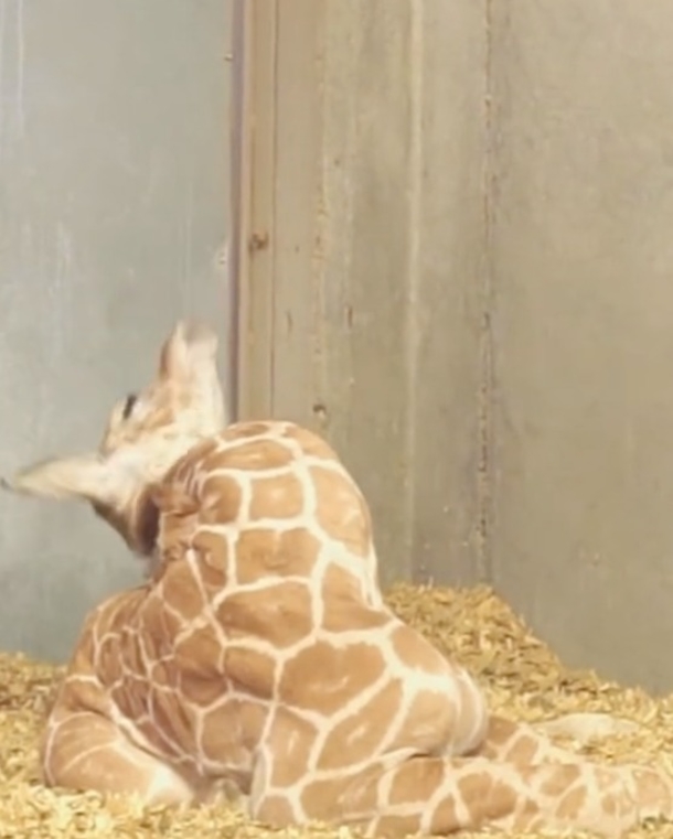 Adorable Baby Giraffe Hasn’t Learned How To Use His Neck Just Yet…And It’s So Cute! - picture 3