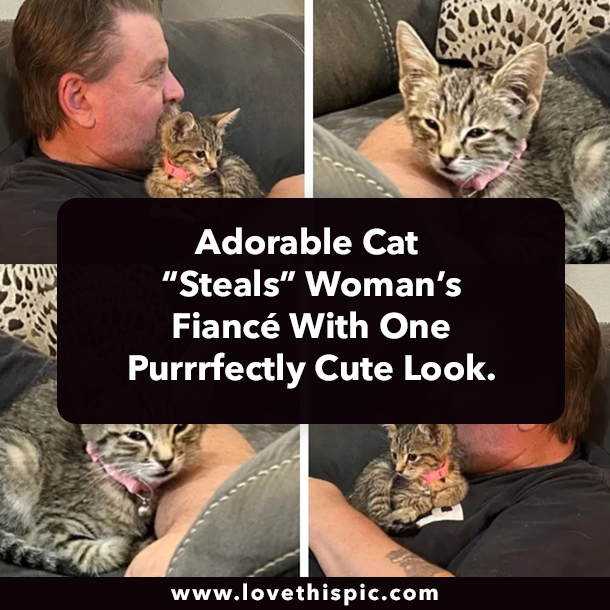 Adorable Cat “Steals” Woman’s Fiancé With One Purrrfectly Cute Look.