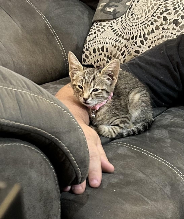 Adorable Cat “Steals” Woman’s Fiancé With One Purrrfectly Cute Look. - picture 2