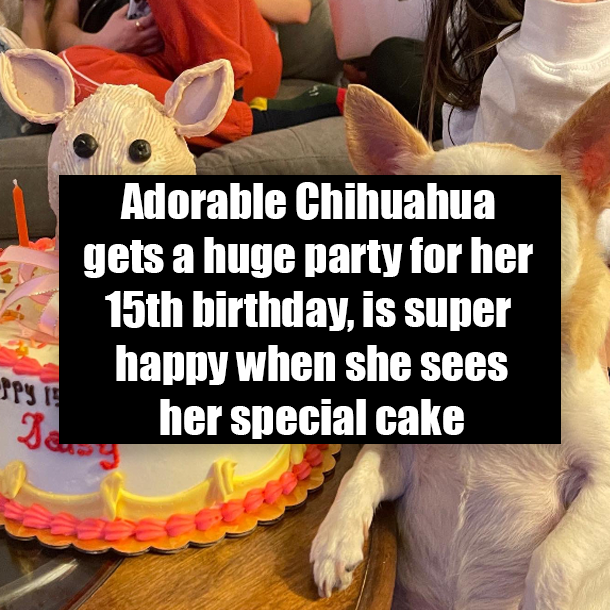 Adorable Chihuahua gets a huge party for her 15th birthday, is super happy when she sees her special cake