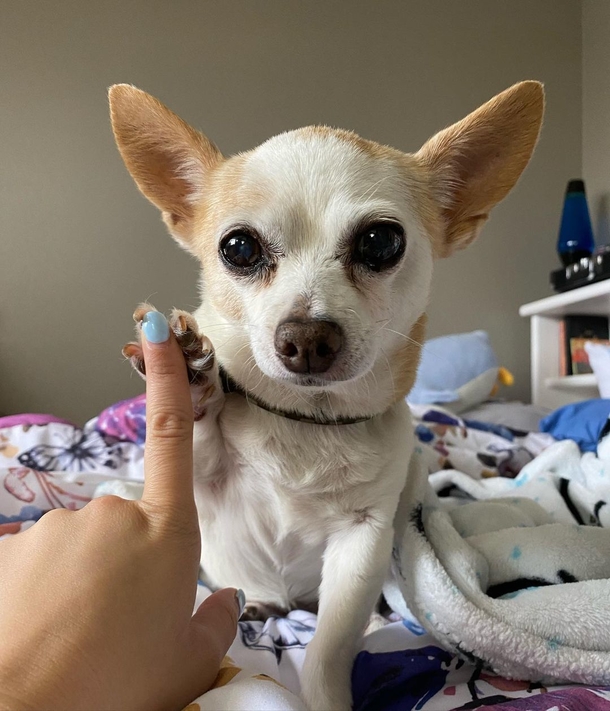 Adorable Chihuahua gets a huge party for her 15th birthday, is super happy when she sees her special cake - picture 2