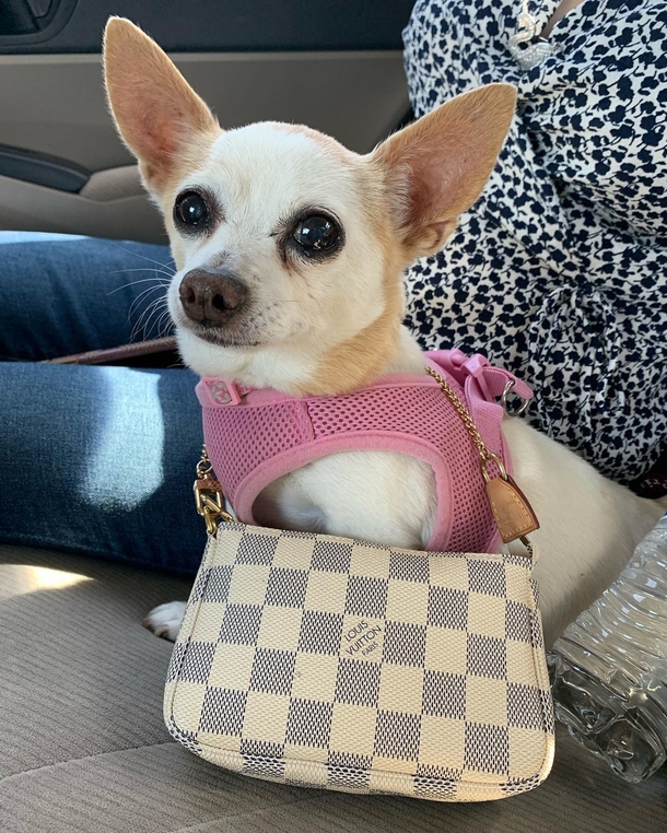 Adorable Chihuahua gets a huge party for her 15th birthday, is super happy when she sees her special cake - picture 4