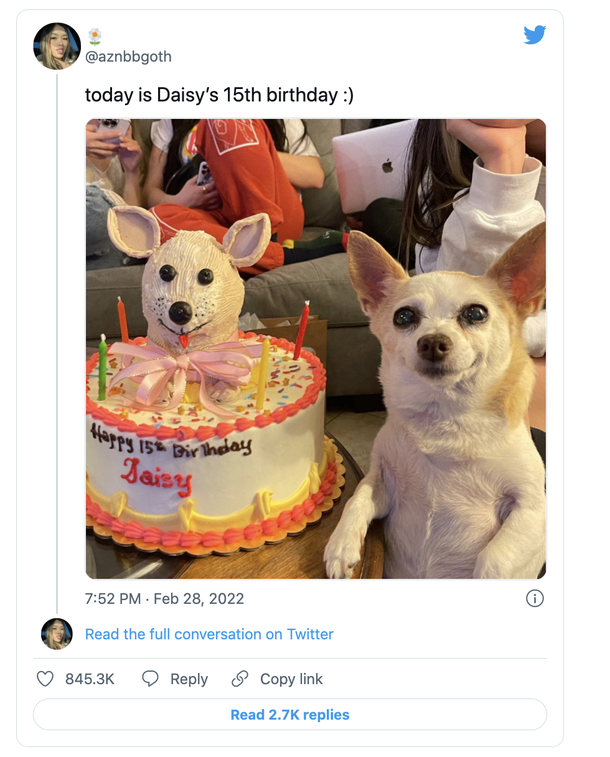 Adorable Chihuahua gets a huge party for her 15th birthday, is super happy when she sees her special cake - picture 6