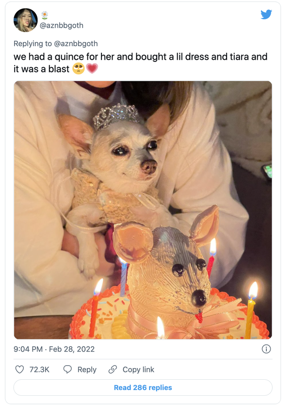 Adorable Chihuahua gets a huge party for her 15th birthday, is super happy when she sees her special cake - picture 7