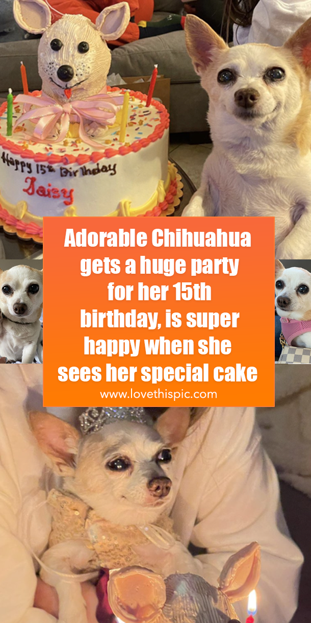 Adorable Chihuahua gets a huge party for her 15th birthday, is super happy when she sees her special cake - picture 8