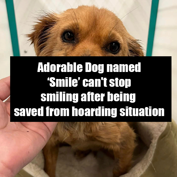 Adorable Dog named ‘Smile’ can't stop smiling after being saved from hoarding situation