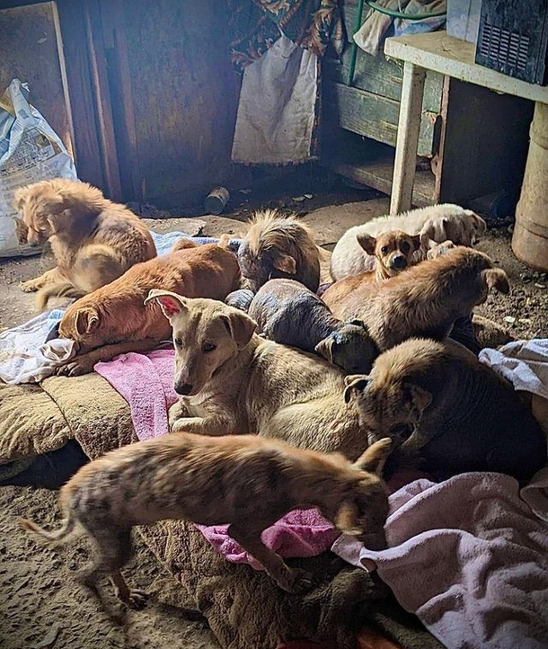 Adorable Dog named ‘Smile’ can't stop smiling after being saved from hoarding situation - picture 2