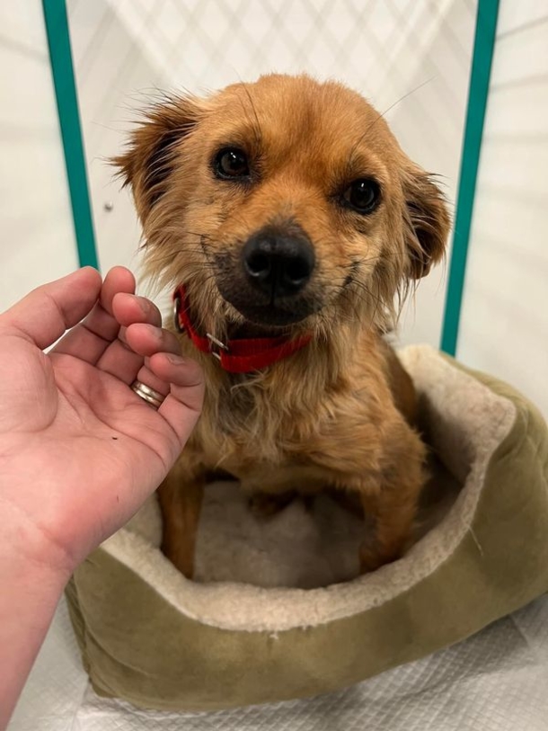 Adorable Dog named ‘Smile’ can't stop smiling after being saved from hoarding situation - picture 3