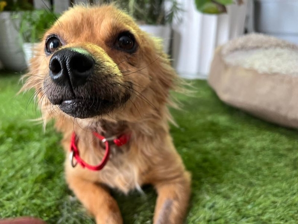 Adorable Dog named ‘Smile’ can't stop smiling after being saved from hoarding situation - picture 4