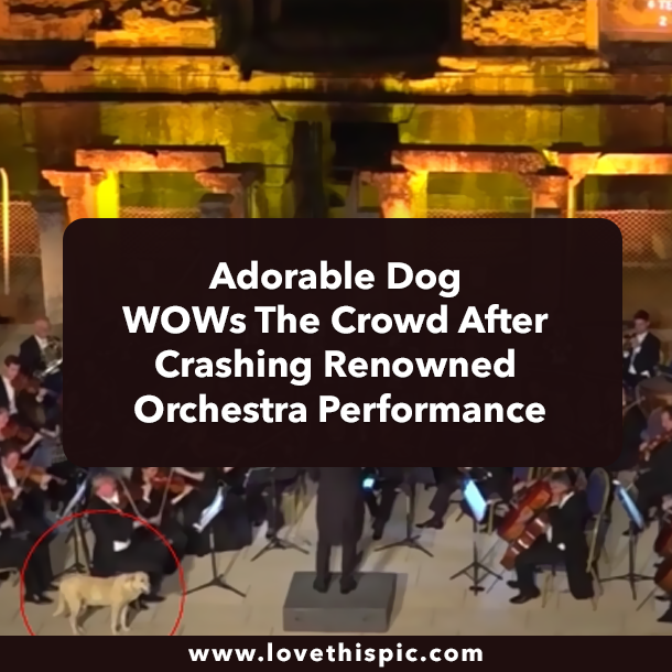 Adorable Dog WOWs The Crowd After Crashing Renowned Orchestra Performance