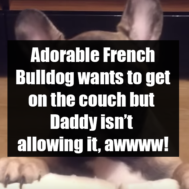 Adorable French Bulldog wants to get on the couch but Daddy isn’t allowing it, awwww!